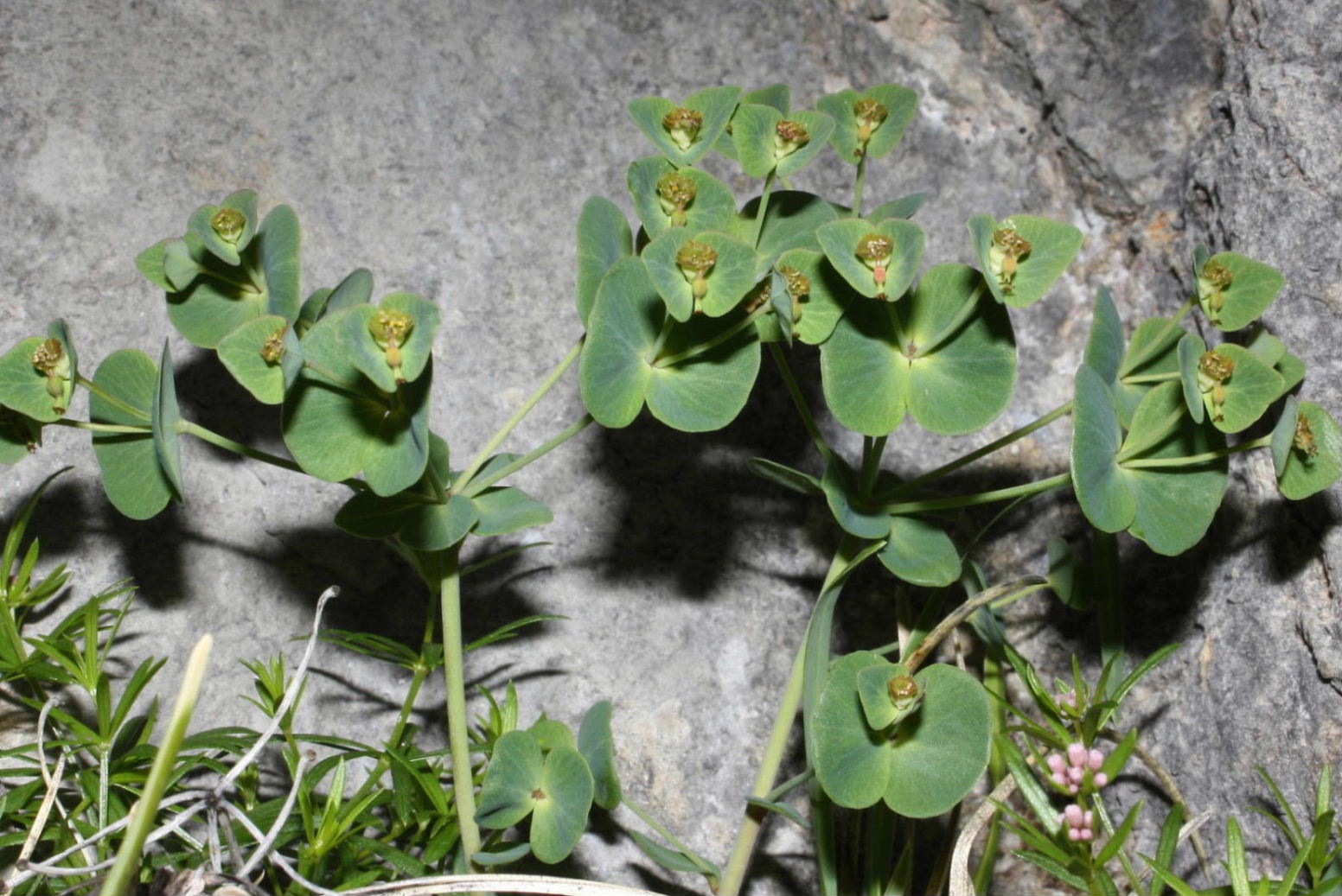 Euphorbia vallinoana (=valliniana) / Euforbia di vallino